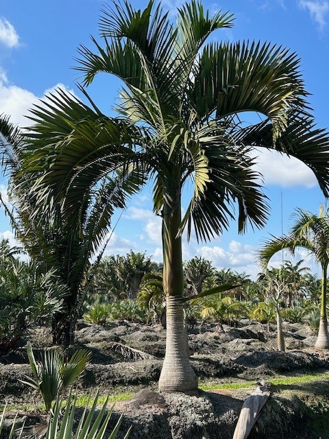 carpoxylon-macrospermum-aneityum-palm-carpoxylon-palm-elegant-palm