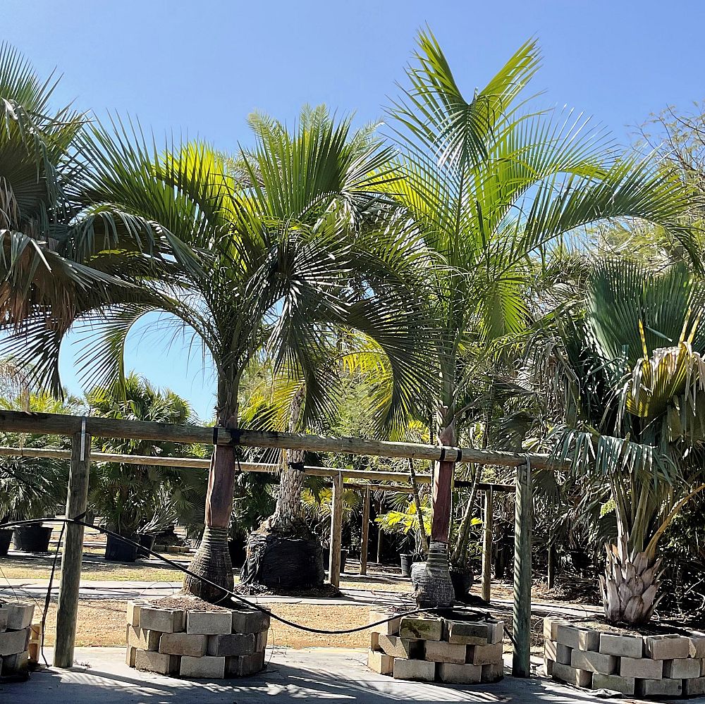 carpoxylon-macrospermum-aneityum-palm-carpoxylon-palm-elegant-palm