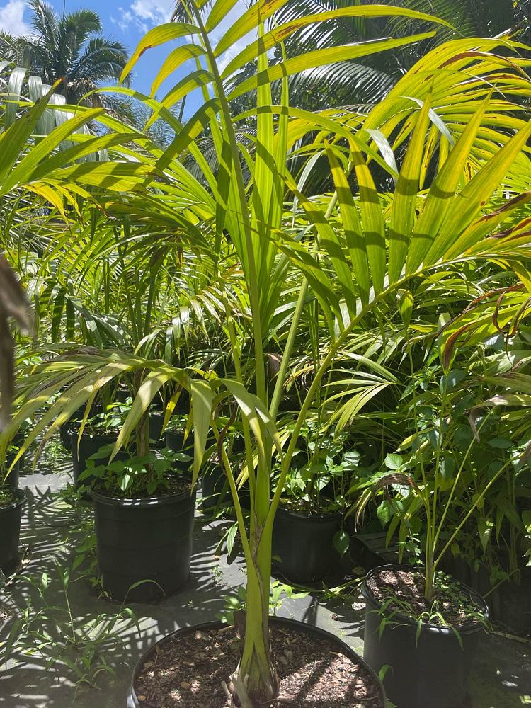 carpoxylon-macrospermum-aneityum-palm-carpoxylon-palm-elegant-palm