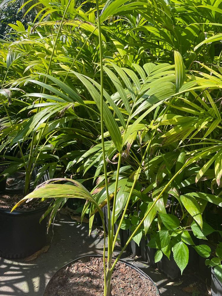 carpoxylon-macrospermum-aneityum-palm-carpoxylon-palm-elegant-palm