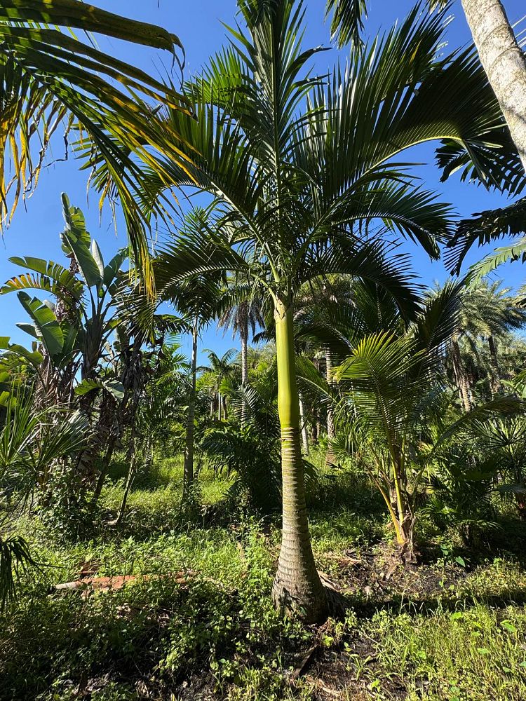 carpoxylon-macrospermum-aneityum-palm-carpoxylon-palm-elegant-palm