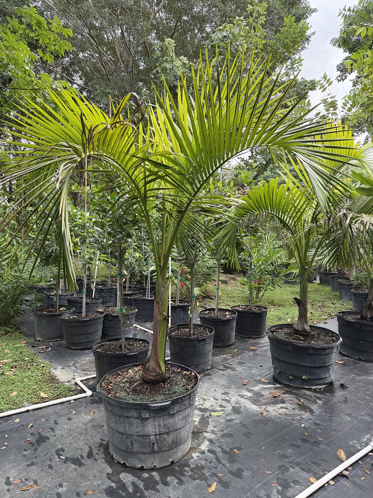carpoxylon-macrospermum-aneityum-palm-carpoxylon-palm-elegant-palm
