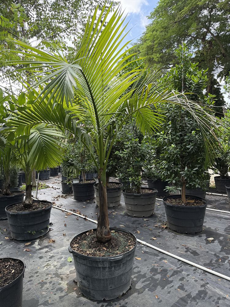 carpoxylon-macrospermum-aneityum-palm-carpoxylon-palm-elegant-palm