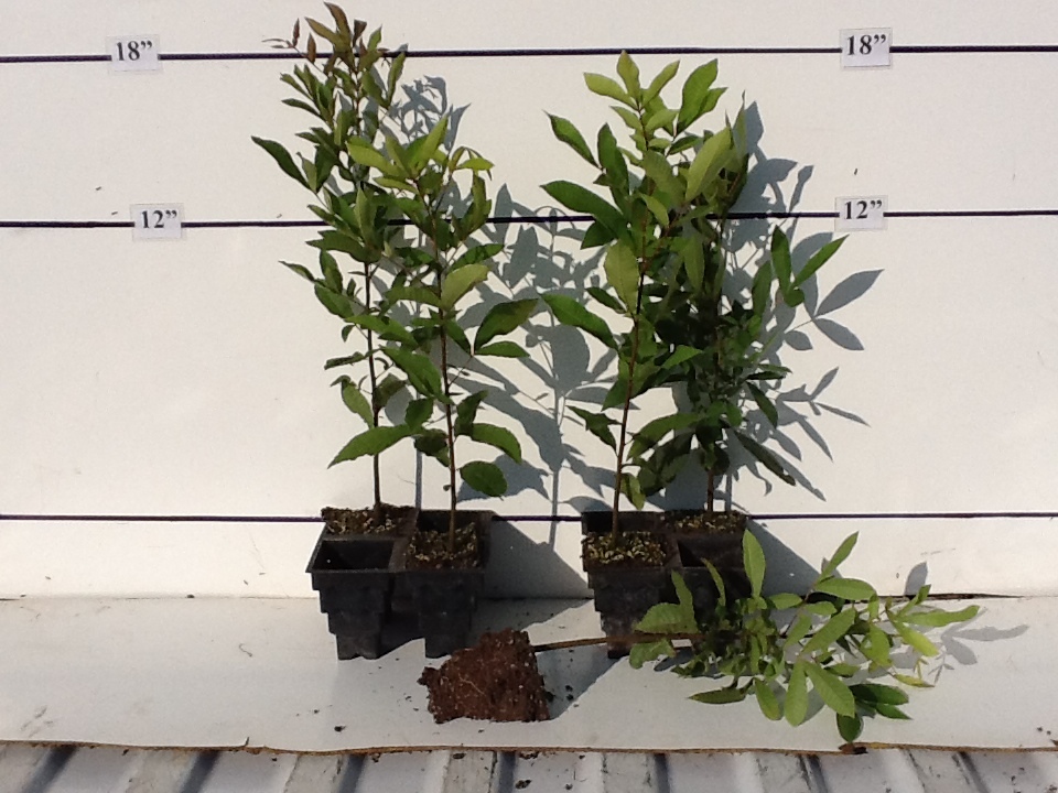 carya-aquatica-water-hickory