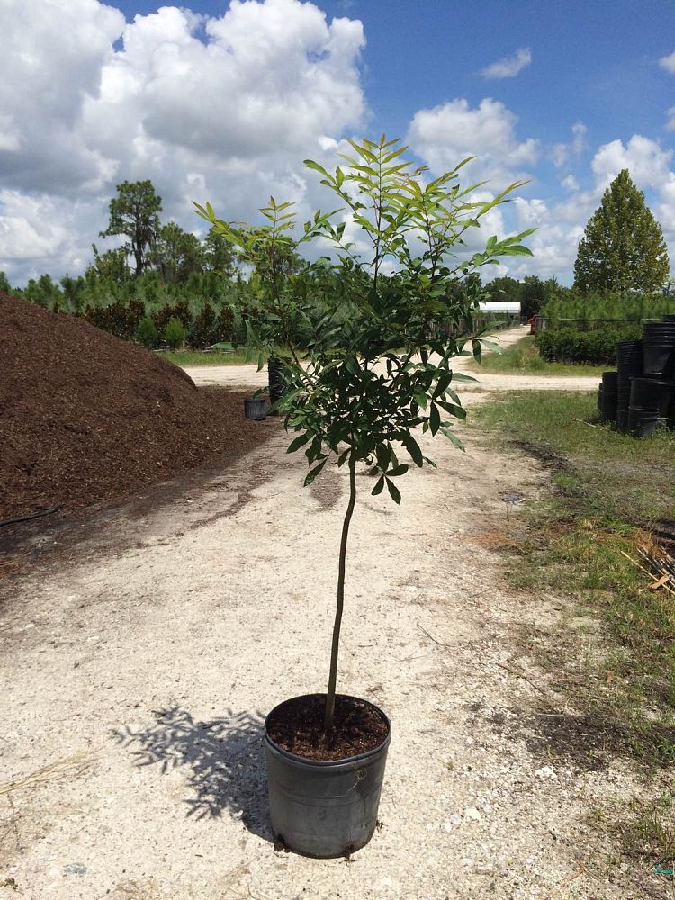 carya-aquatica-water-hickory