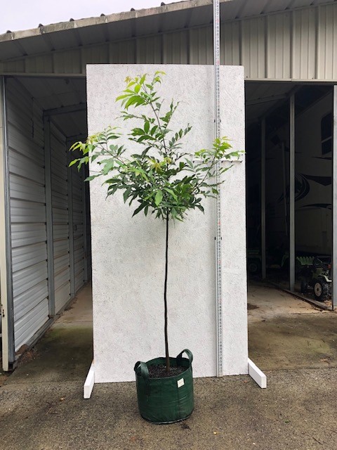carya-aquatica-water-hickory