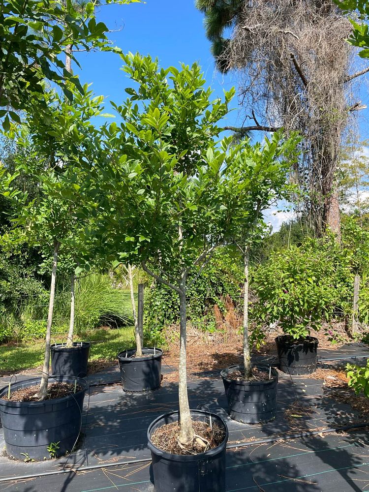 carya-aquatica-water-hickory