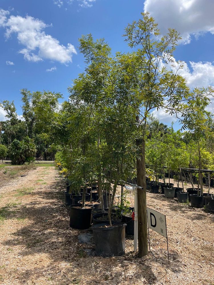 carya-aquatica-water-hickory