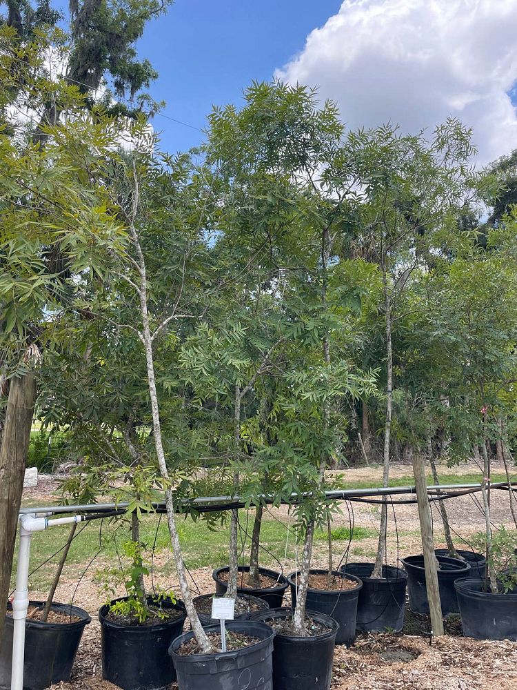 carya-aquatica-water-hickory