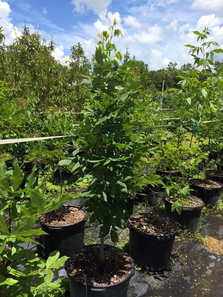 carya-glabra-pignut-hickory