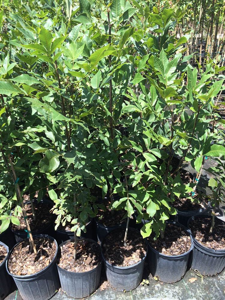 carya-glabra-pignut-hickory