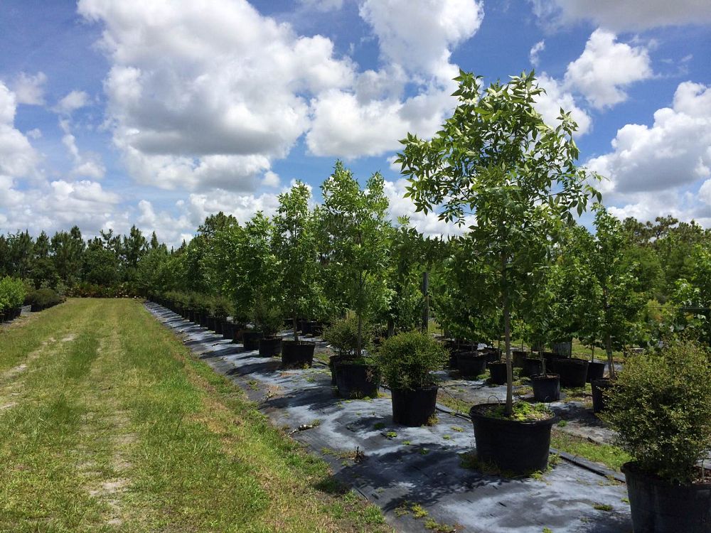 carya-glabra-pignut-hickory