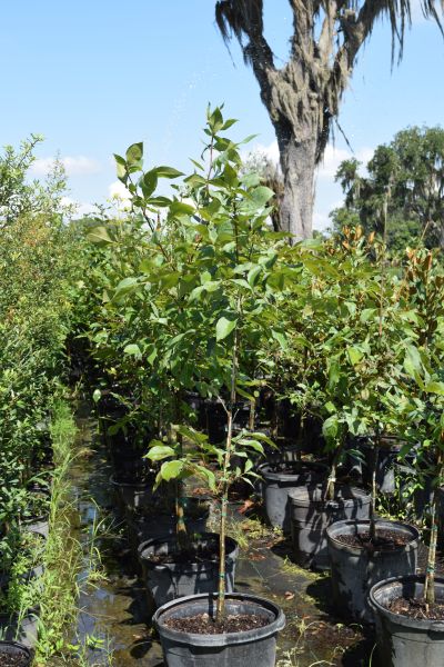 carya-glabra-pignut-hickory
