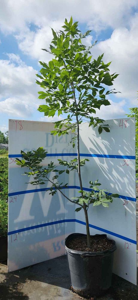 carya-glabra-pignut-hickory