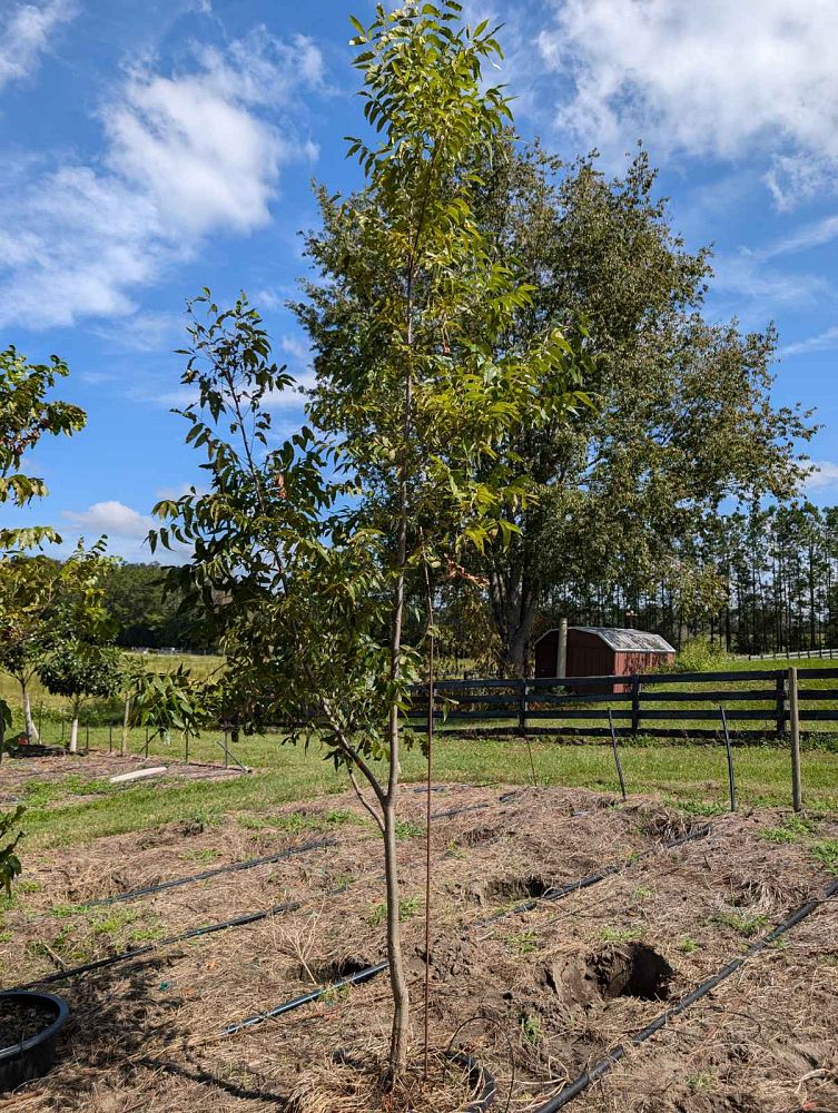 carya-illinoinensis-amling-northern-pecan