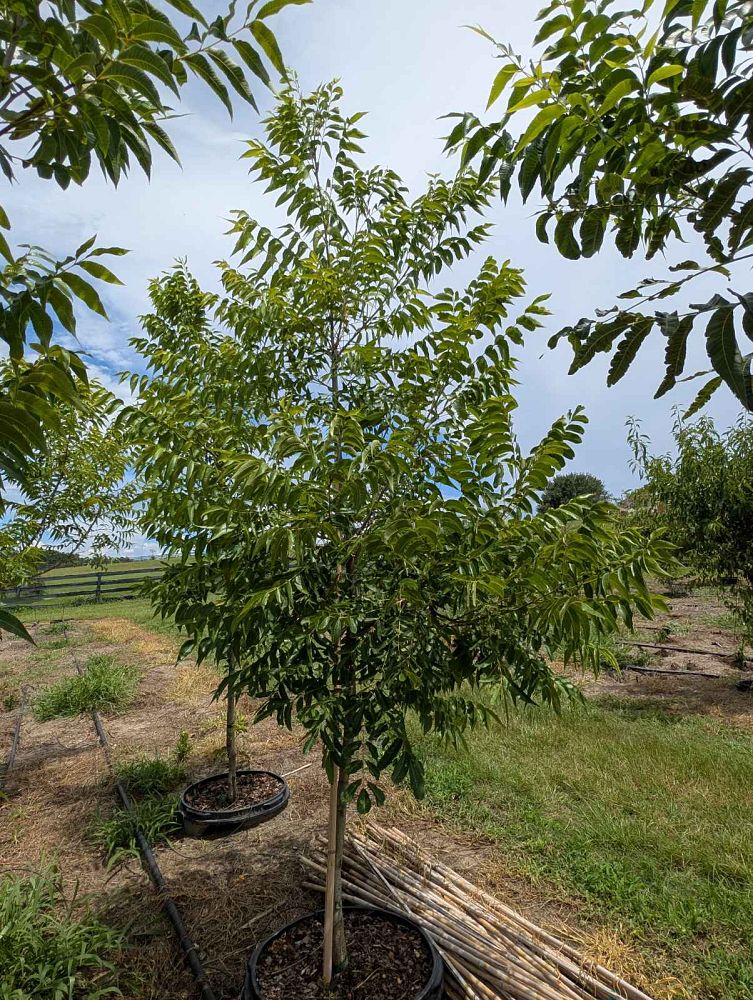 carya-illinoinensis-amling-northern-pecan