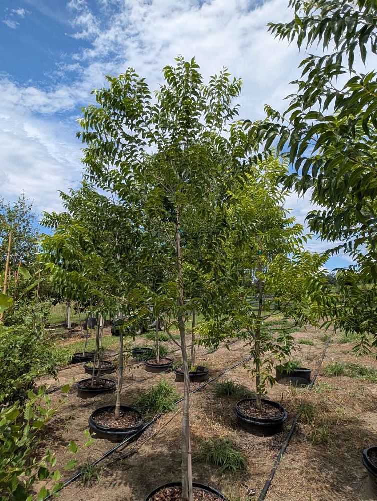 carya-illinoinensis-amling-northern-pecan