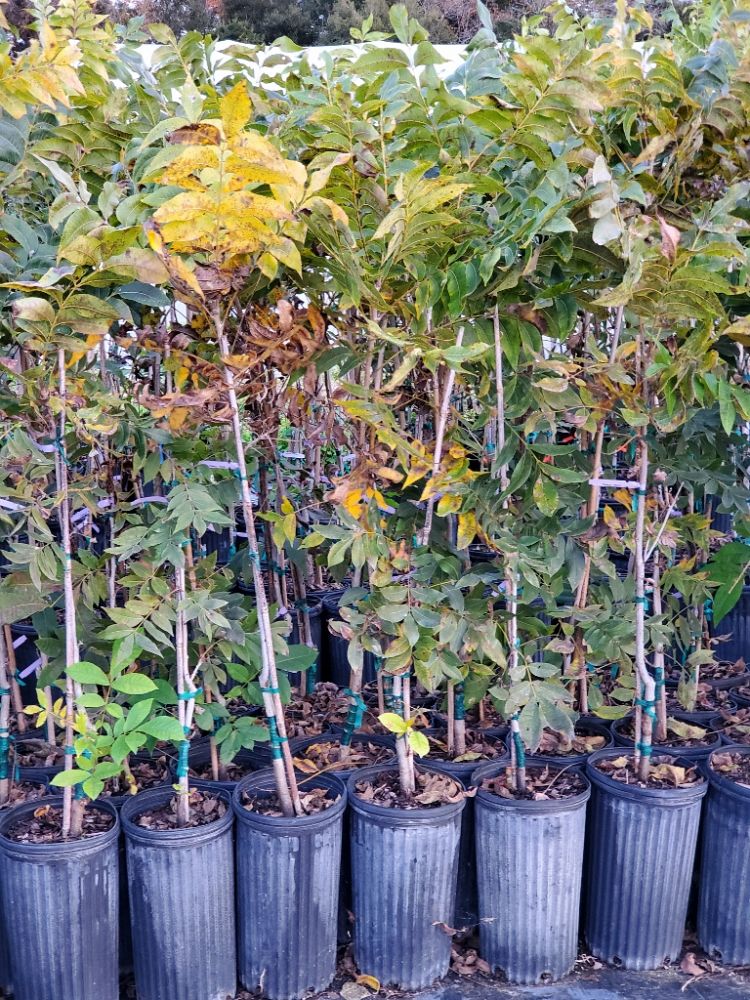 Chestnut Hill Nursery | plantANT.com