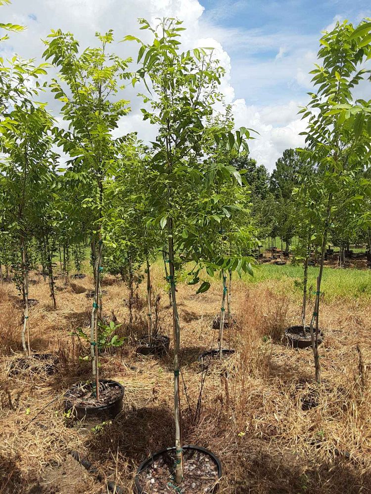 carya-illinoinensis-caddo-pecan