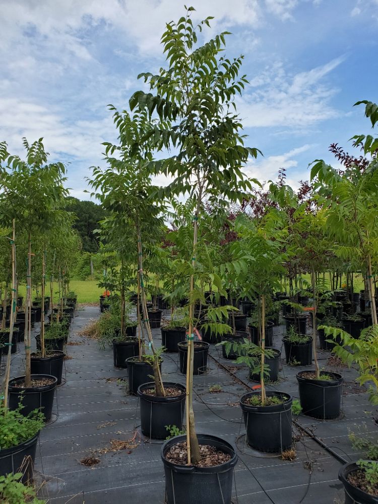 carya-illinoinensis-caddo-pecan