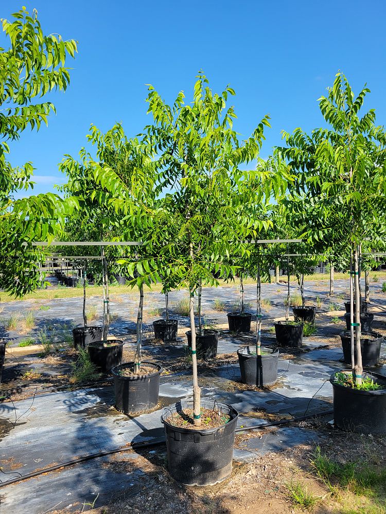 carya-illinoinensis-caddo-pecan