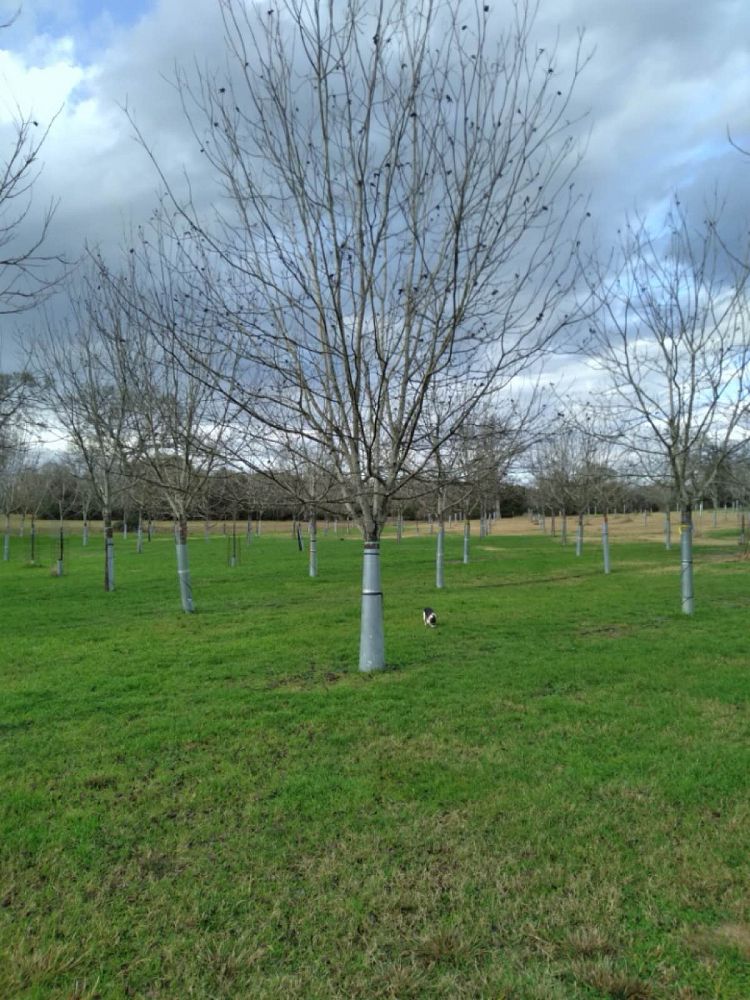 carya-illinoinensis-caddo-pecan