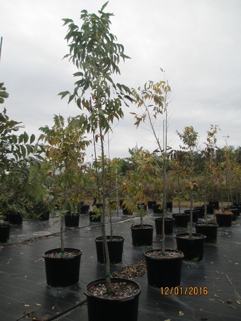 carya-illinoinensis-cape-fear-pecan