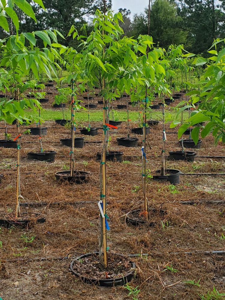 carya-illinoinensis-cape-fear-pecan