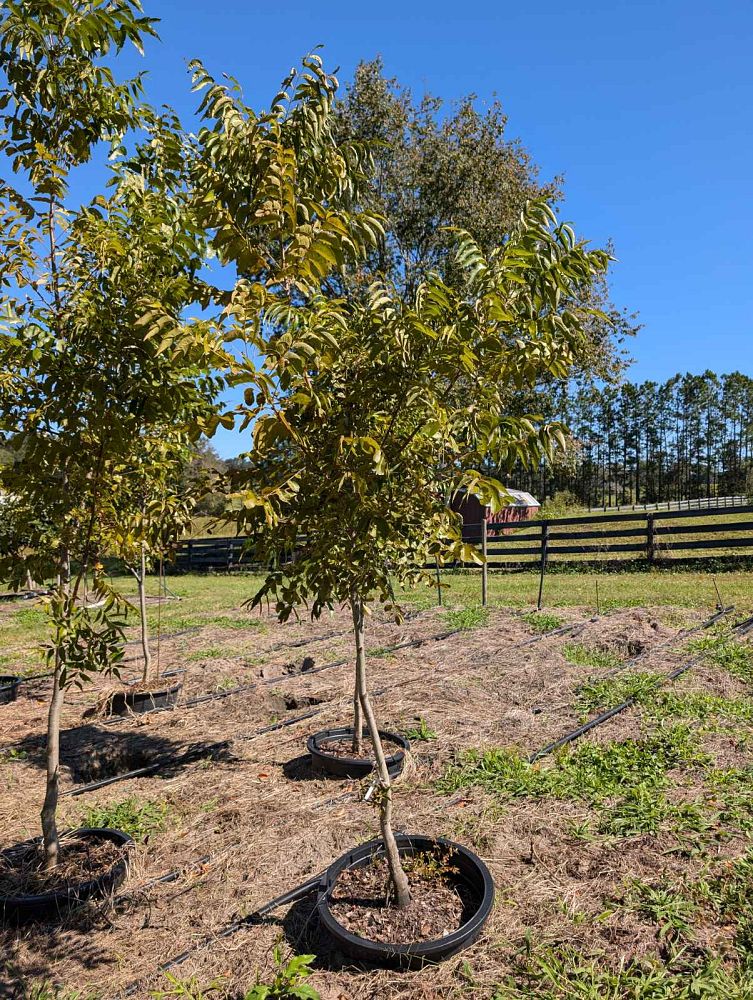 carya-illinoinensis-cape-fear-pecan