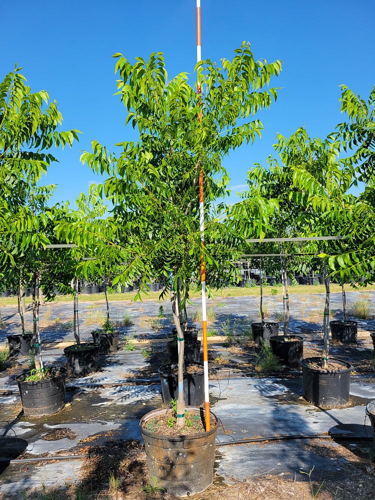 carya-illinoinensis-choctaw-northern-pecan