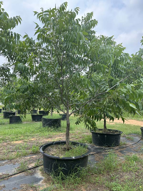 carya-illinoinensis-choctaw-northern-pecan