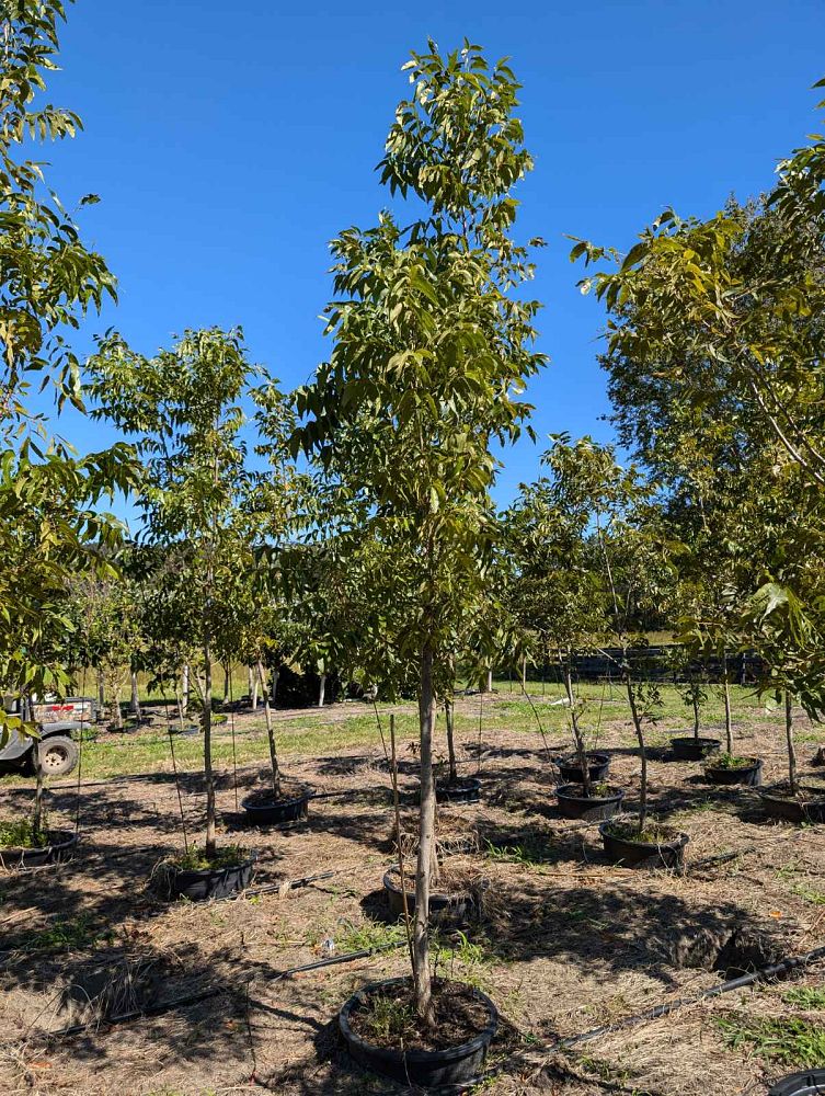 carya-illinoinensis-creek-pecan