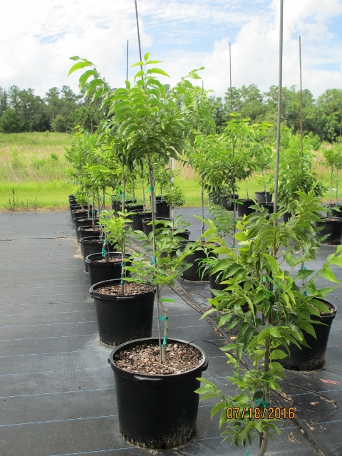 carya-illinoinensis-desirable-northern-pecan