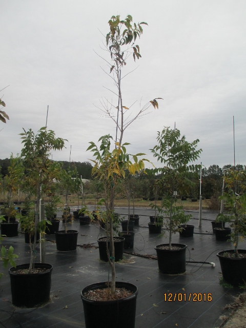 carya-illinoinensis-desirable-northern-pecan