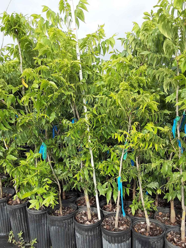 carya-illinoinensis-desirable-northern-pecan