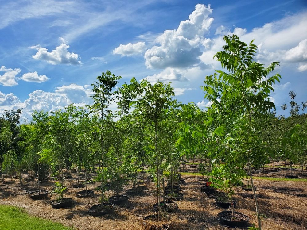 carya-illinoinensis-elliott-northern-pecan