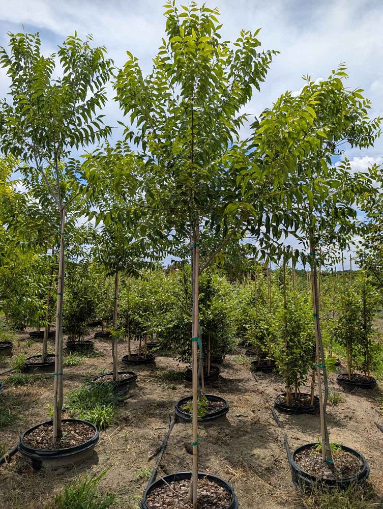 carya-illinoinensis-elliott-northern-pecan