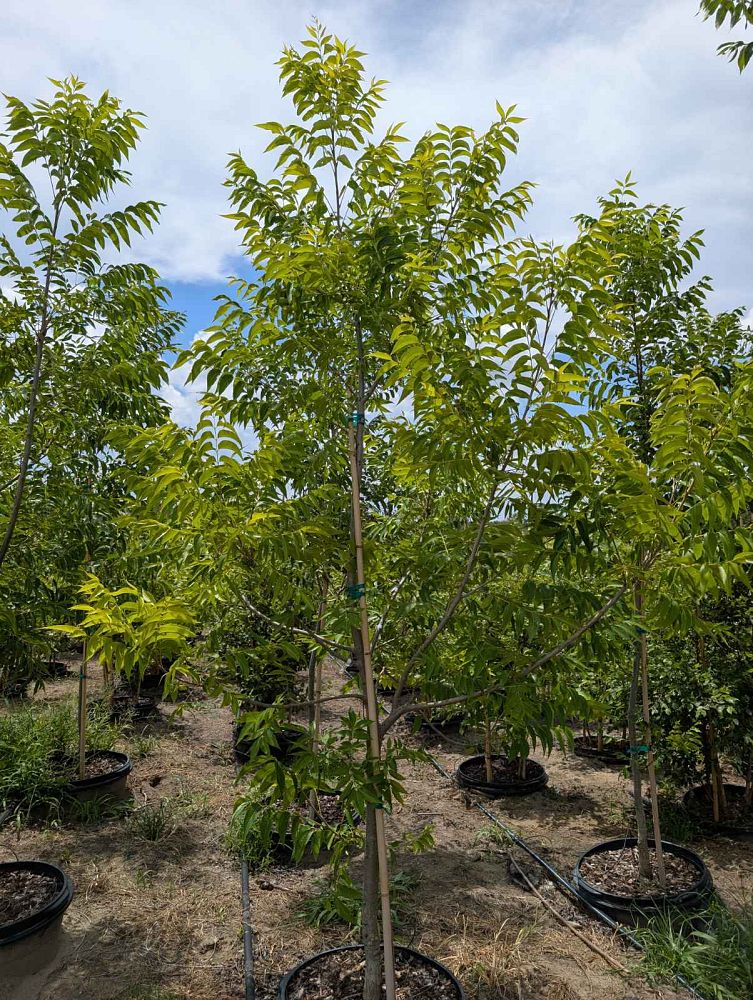 carya-illinoinensis-elliott-northern-pecan