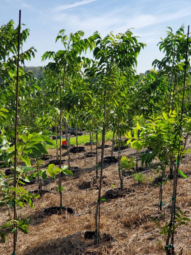 carya-illinoinensis-elliott-northern-pecan