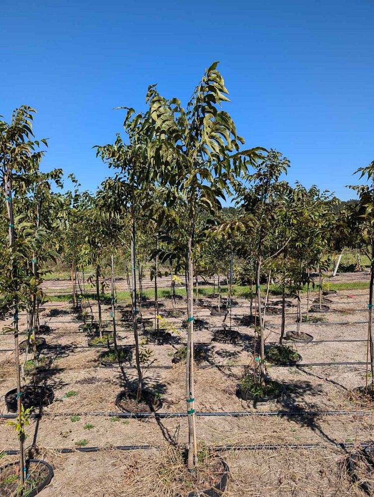 carya-illinoinensis-elliott-northern-pecan