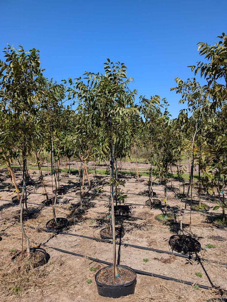 carya-illinoinensis-elliott-northern-pecan