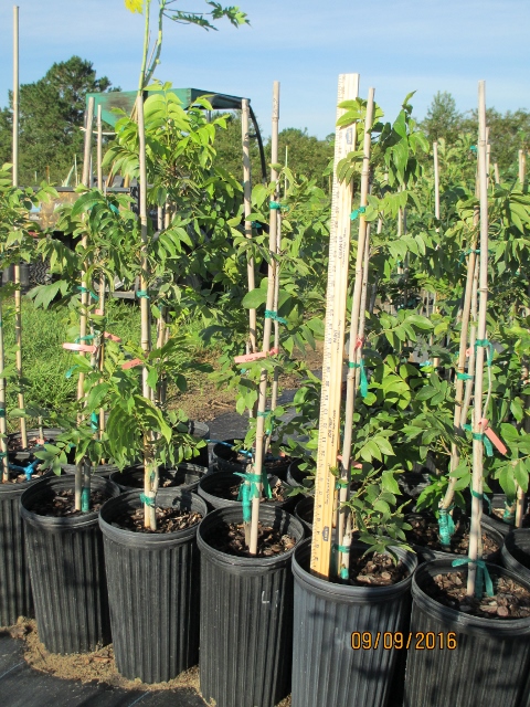 carya-illinoinensis-gloria-grande-pecan