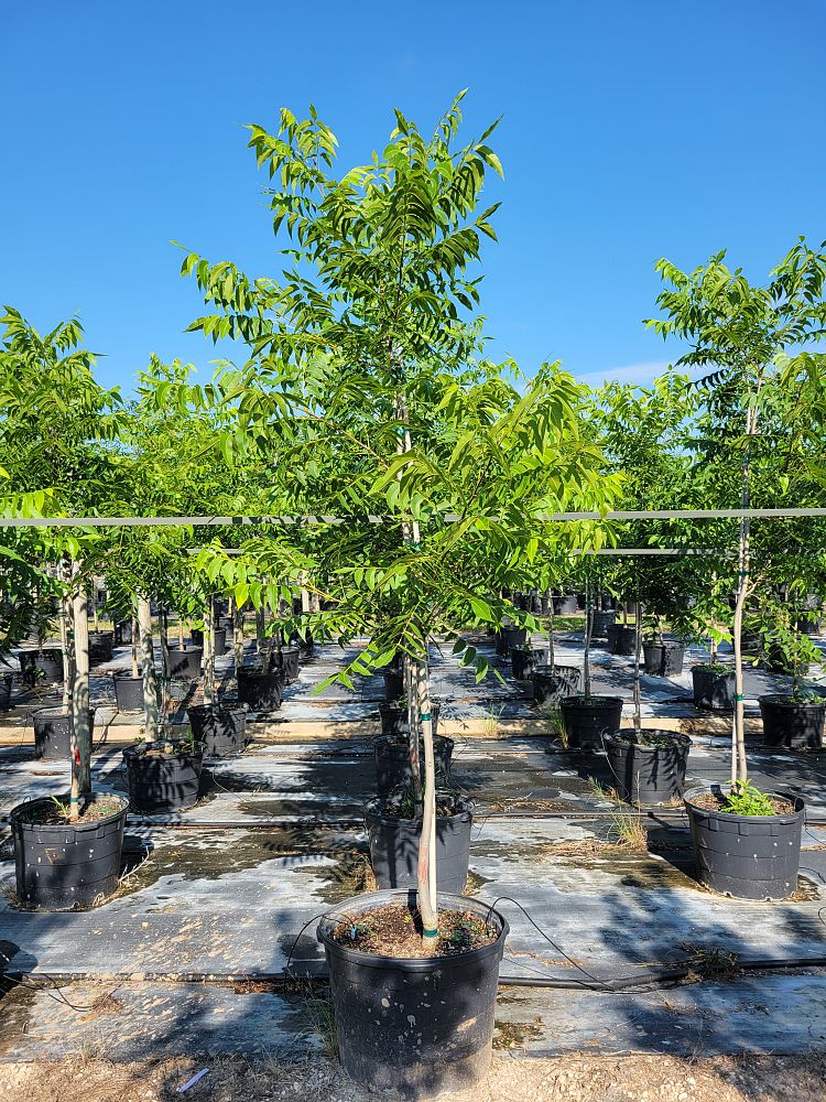 carya-illinoinensis-kanza-pecan