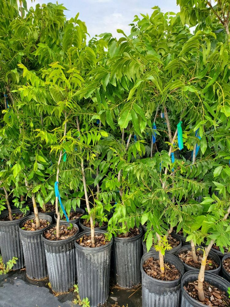 carya-illinoinensis-kiowa-northern-pecan