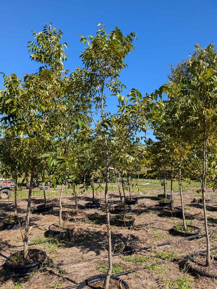 carya-illinoinensis-kiowa-northern-pecan