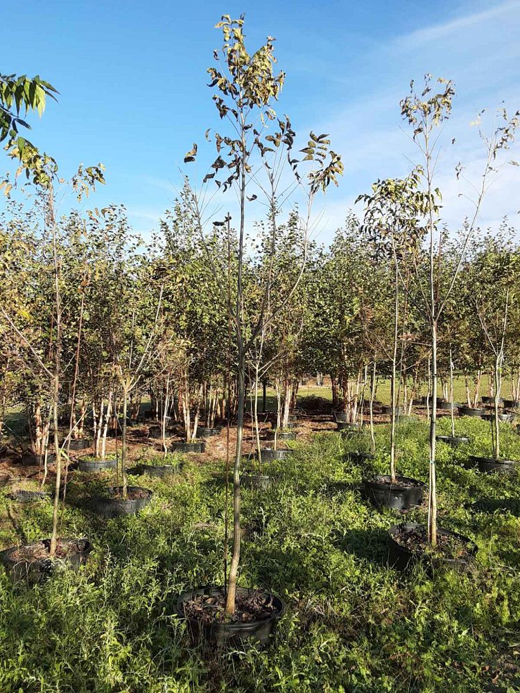 carya-illinoinensis-lakota-northern-pecan