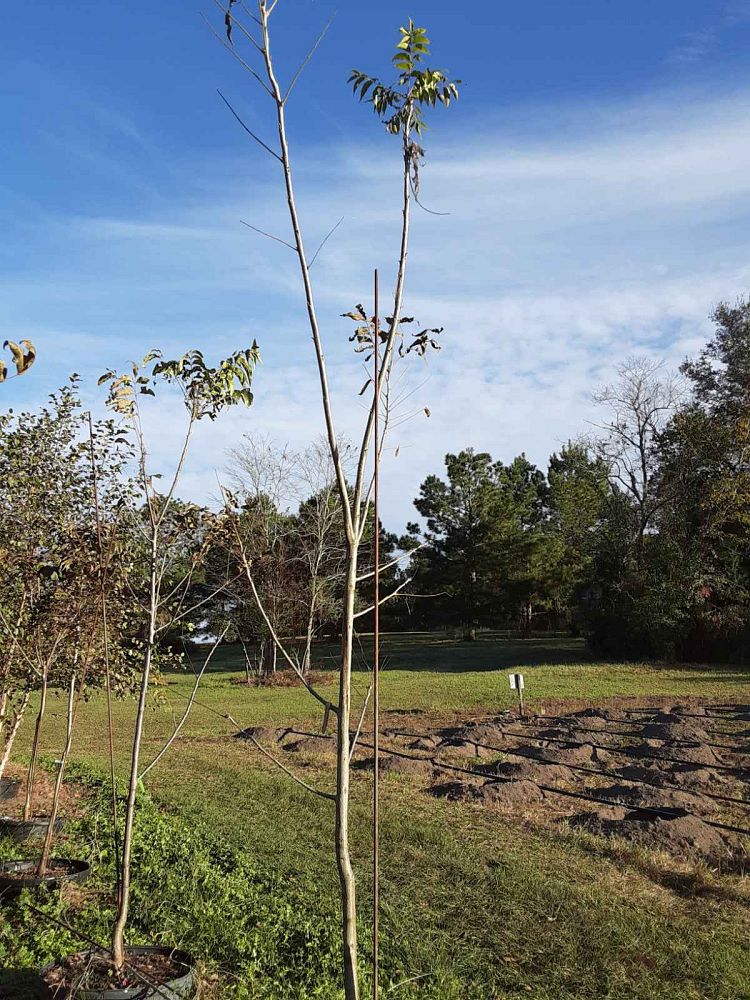 carya-illinoinensis-lakota-northern-pecan
