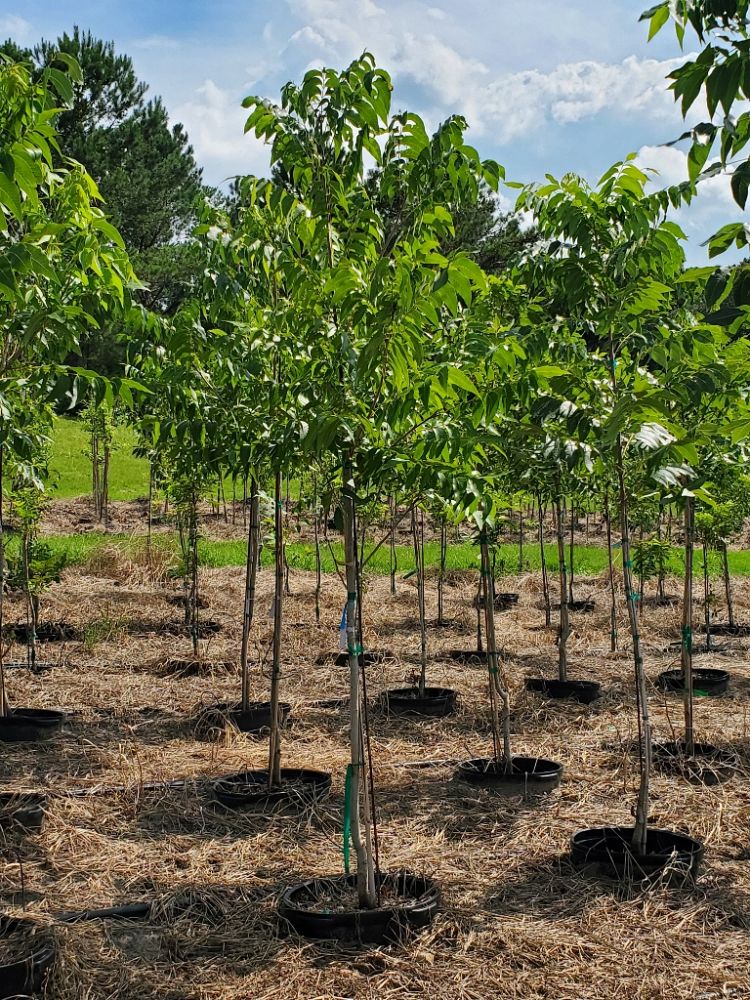 carya-illinoinensis-lakota-northern-pecan
