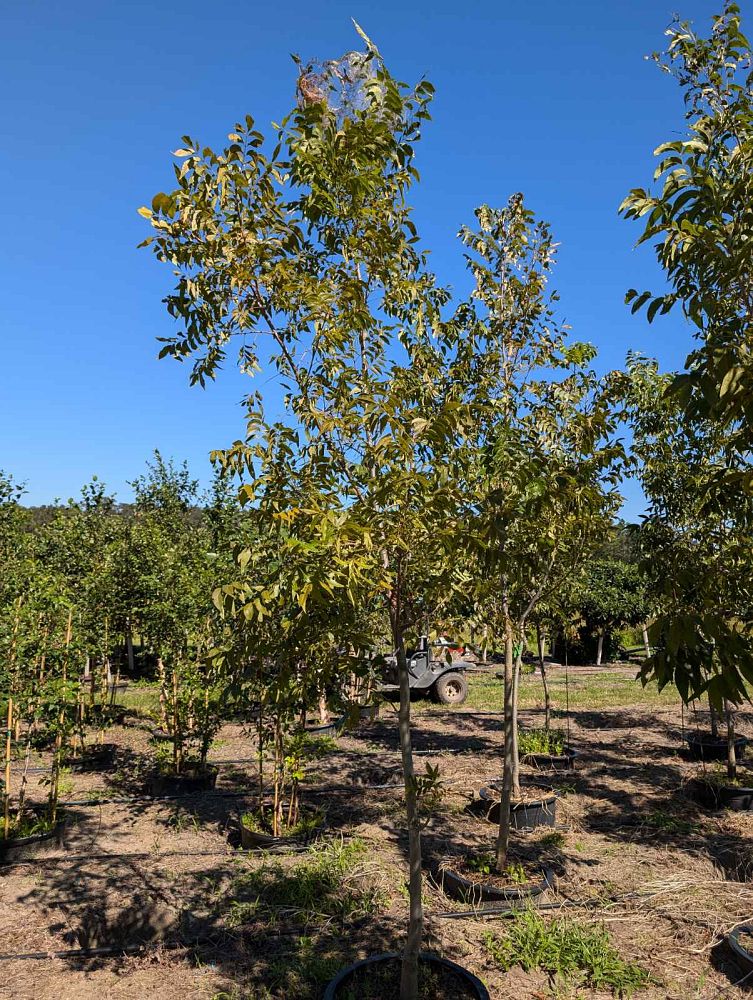 carya-illinoinensis-lakota-northern-pecan