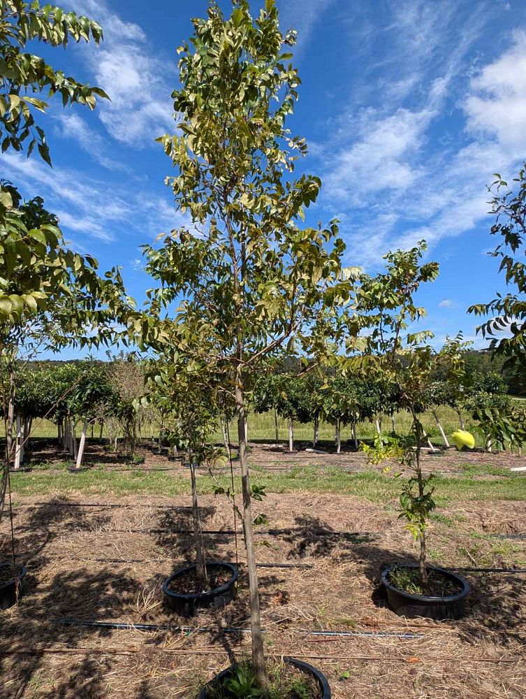 carya-illinoinensis-lakota-northern-pecan